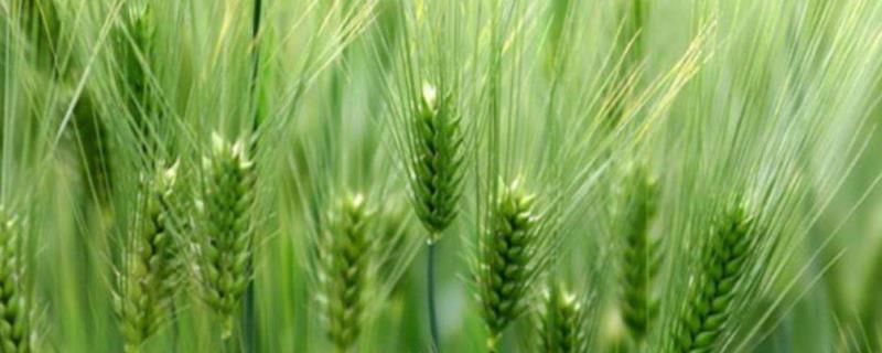 漯麦163小麦品种