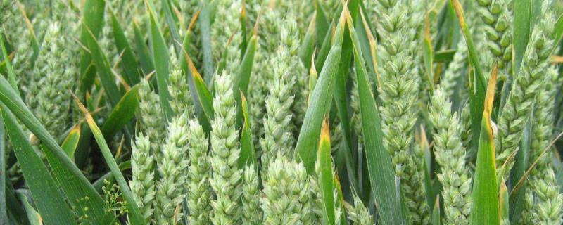 郑麦129小麦品种特征特性