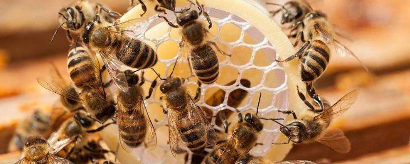 蜜蜂在家做窝代表什么