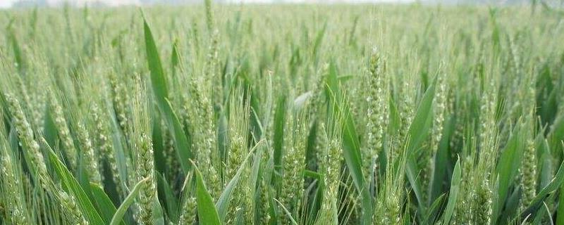 小麦需要什么含量的肥料