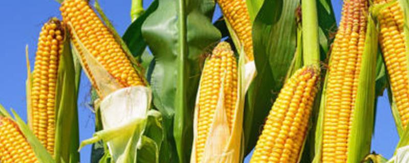 玉米亩产量一般能达到多少