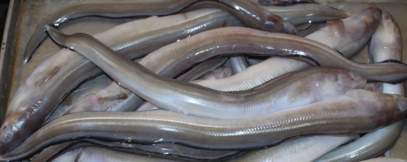 鳗鱼养殖技术与管理