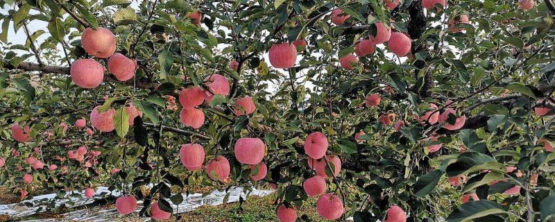 苹果树8月份施什么肥