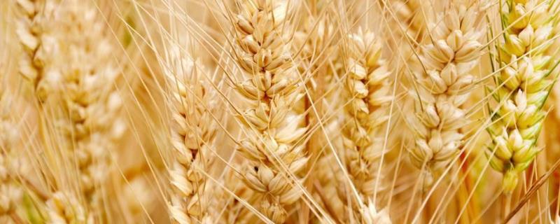 安徽收小麦是几月份