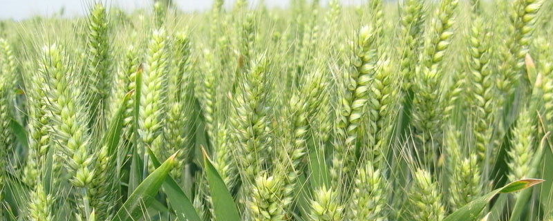 小偃系列小麦品种主要是小麦和什么杂交
