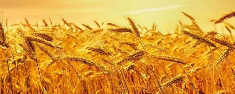 干热风对小麦危害的关键时期是什么期