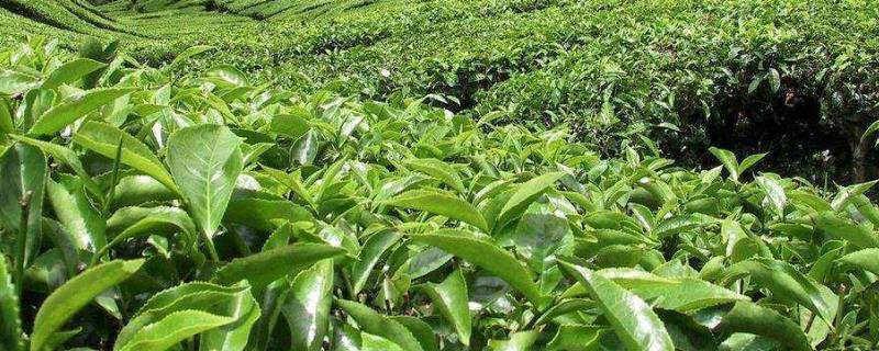 茶叶种植的区位条件