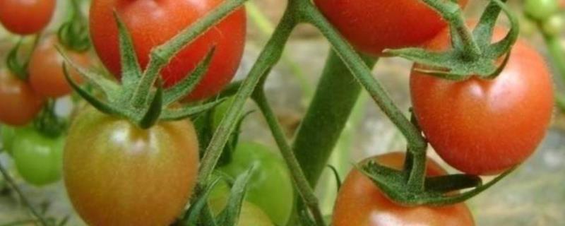 番茄的常见病虫害及防治方法
