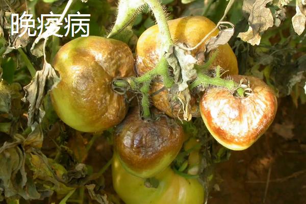 番茄的常见病虫害及防治方法，附高产种植方法