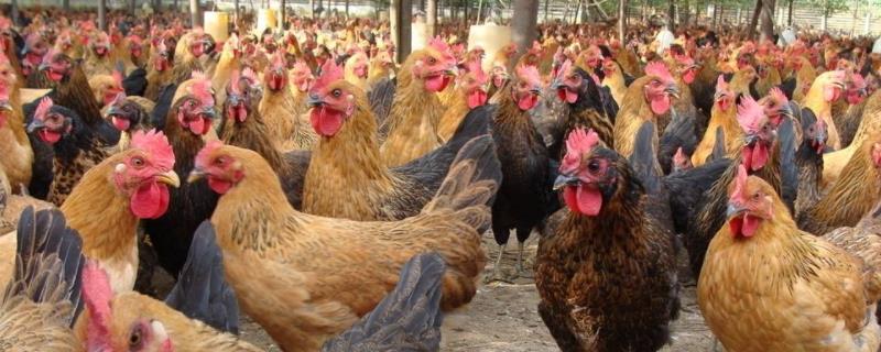 一只病鸡喂多少土霉素