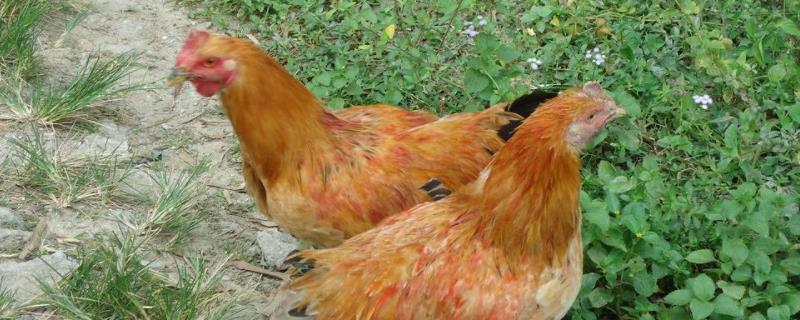 鸡如何受精繁殖后代