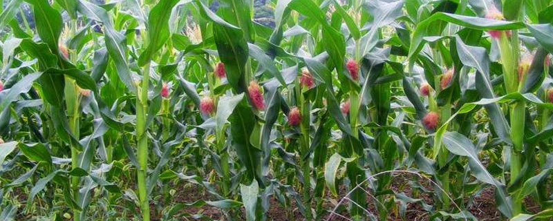 玉米种植方法步骤