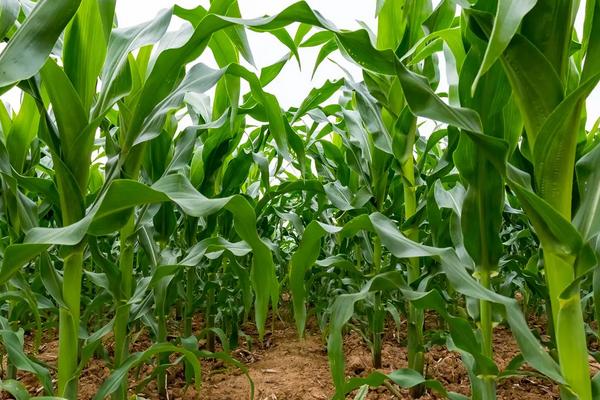 玉米种植方法步骤，玉米籽去年的可以种吗