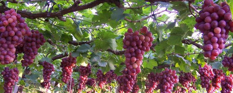 葡萄常见的病害有哪些