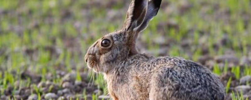 野兔养殖利润分析