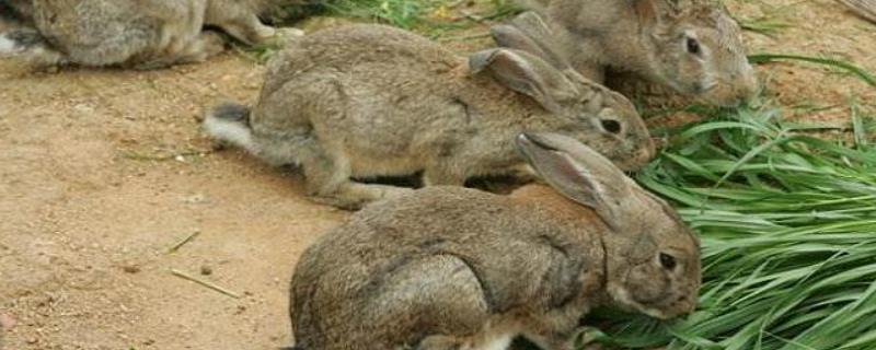 肉兔养殖成本与利润分析