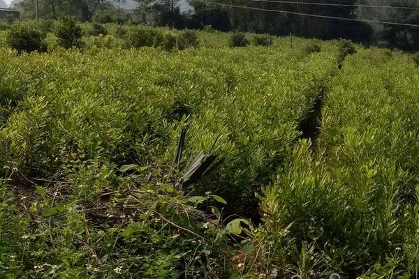 澳洲坚果种植技术管理，株距和行距的标准是多少