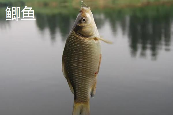 鲫鱼跟鲤鱼的区别在哪里，鲤鱼为什么很少有人吃