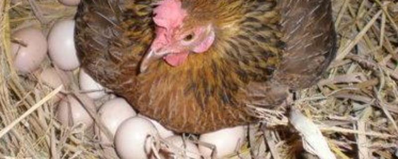 母鸡为什么不用受精就可以生蛋