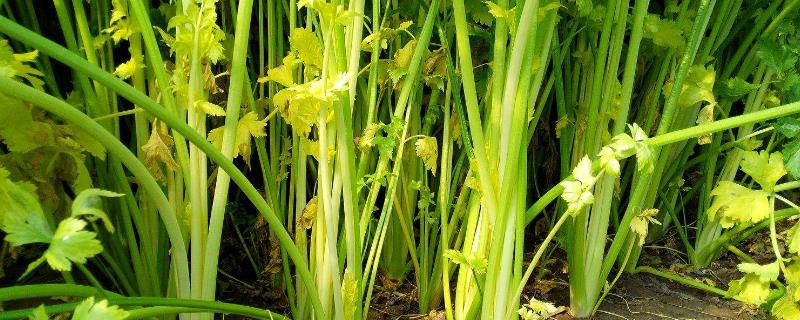 芹菜生腻虫怎么治