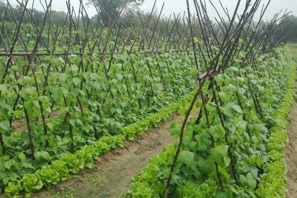 四季豆亩产一般多少斤，附种植方法和种植时间