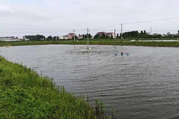 养殖虾多少个月可以出售，和海虾有什么区别