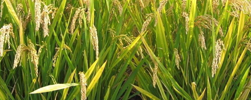 超级稻亩产多少斤