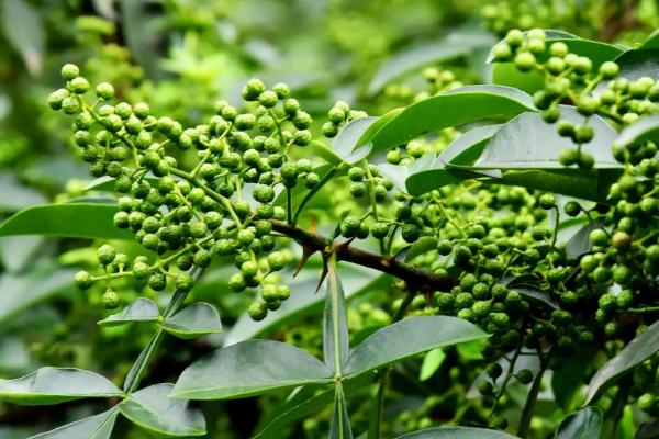 花椒亩产一般多少斤，花椒适合哪些地区种植