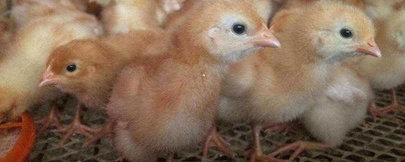 海兰褐蛋鸡产蛋性能