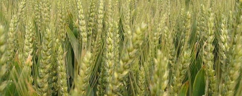 5个强筋小麦品种分别是什么