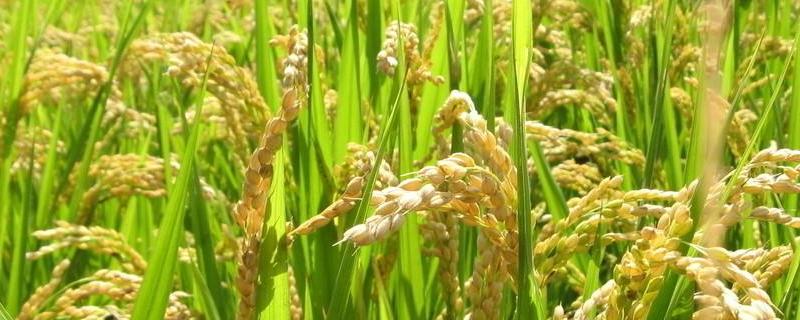 水稻缺水对产量影响最大的时期是什么