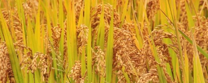 水稻成熟期分为几个阶段