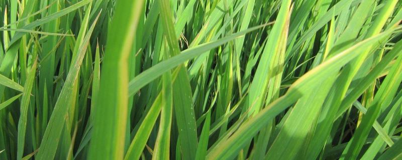 水稻叶尖干枯是什么原因引起的