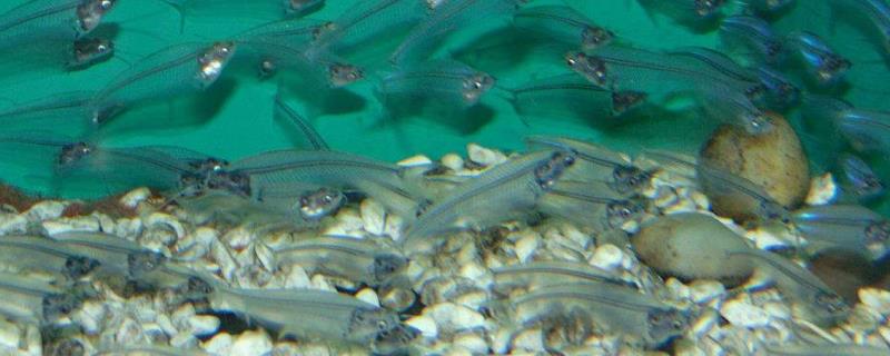 鱼类卵子发生的结构特点