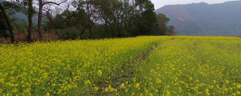 油菜早春冻害的主要症状是