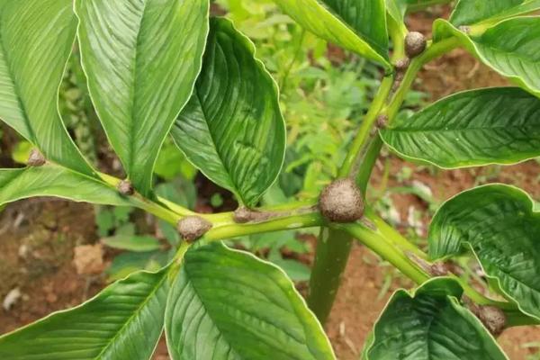 珠芽魔芋种植技术，种植海拔要求多少？亩需种子多少