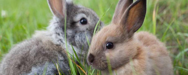 养殖兔子的成本与利润分析