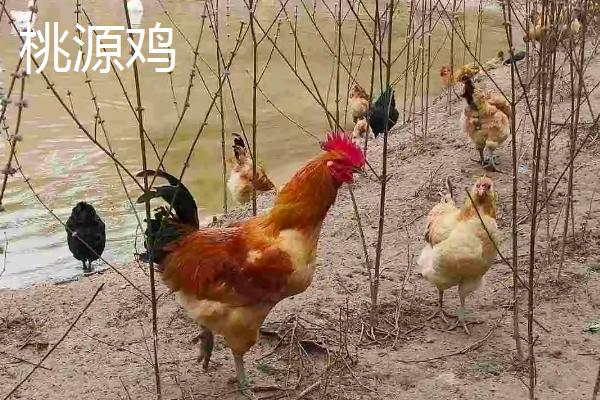 土鸡品种，与肉鸡有什么区别