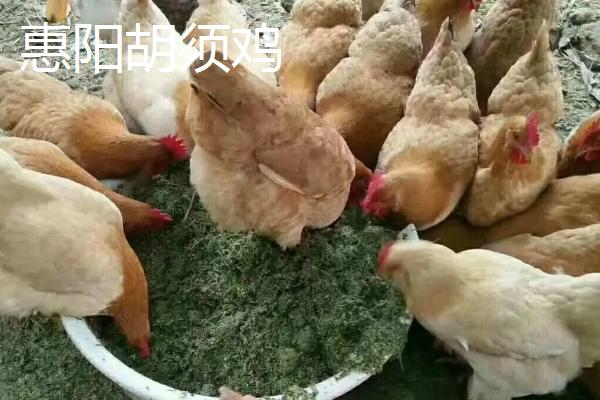 土鸡品种，与肉鸡有什么区别