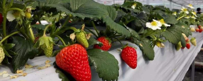 调环酸钙在草莓上怎么使用