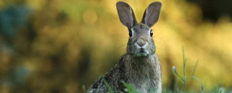 养兔技术与兔疾病防治