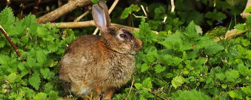 野兔的生活规律和环境