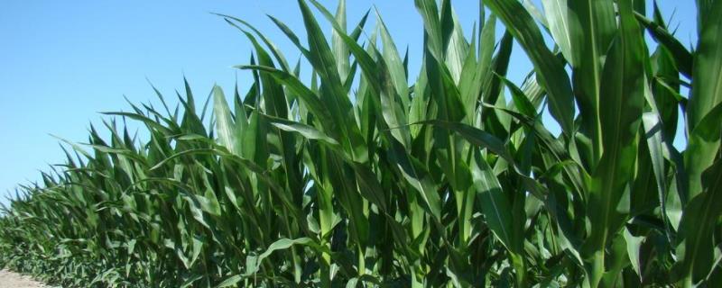 新疆玉米亩产多少斤