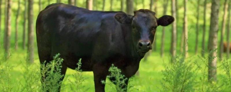 中国三大黑牛品种是什么