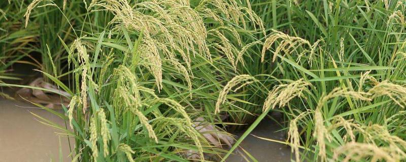 中国水稻亩产最高多少斤