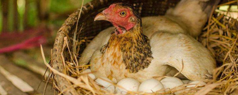 母鸡怎么受精下蛋