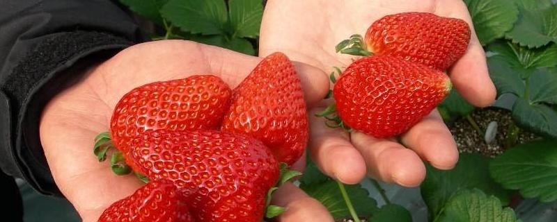 草莓根茎空心是什么原因