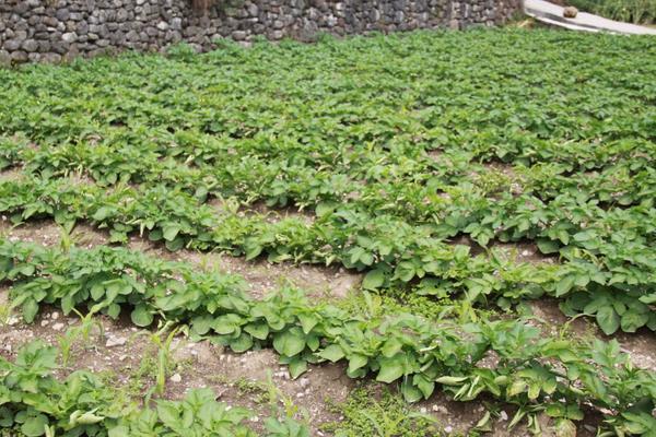 土豆种植技术 土豆高产种植技术介绍，什么季节种合适