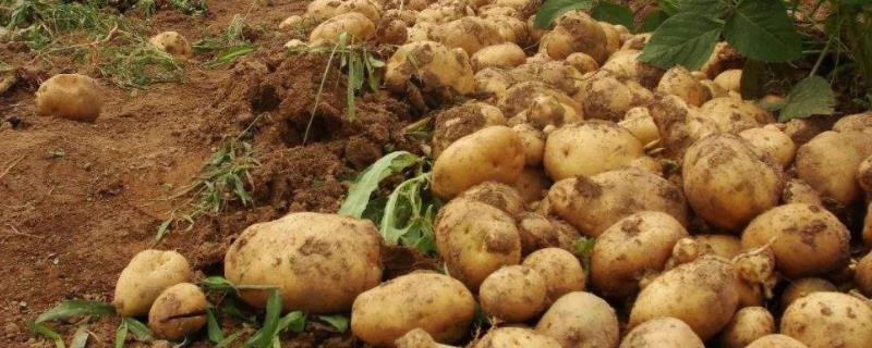 种植50亩土豆需要多少成本