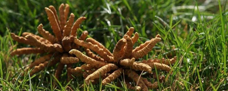 冬虫夏草种植技术方法